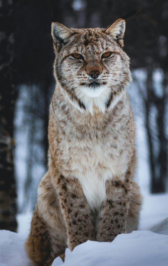 Snow Wildlife