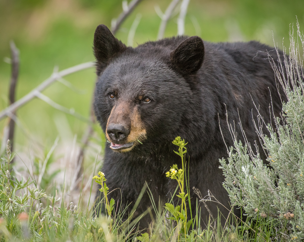 Black Bear